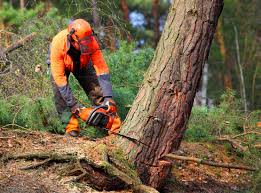 Why Choose Our Tree Removal Services in Lodi, NJ?