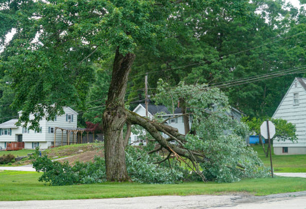 Trusted Lodi, NJ  Tree Services Experts